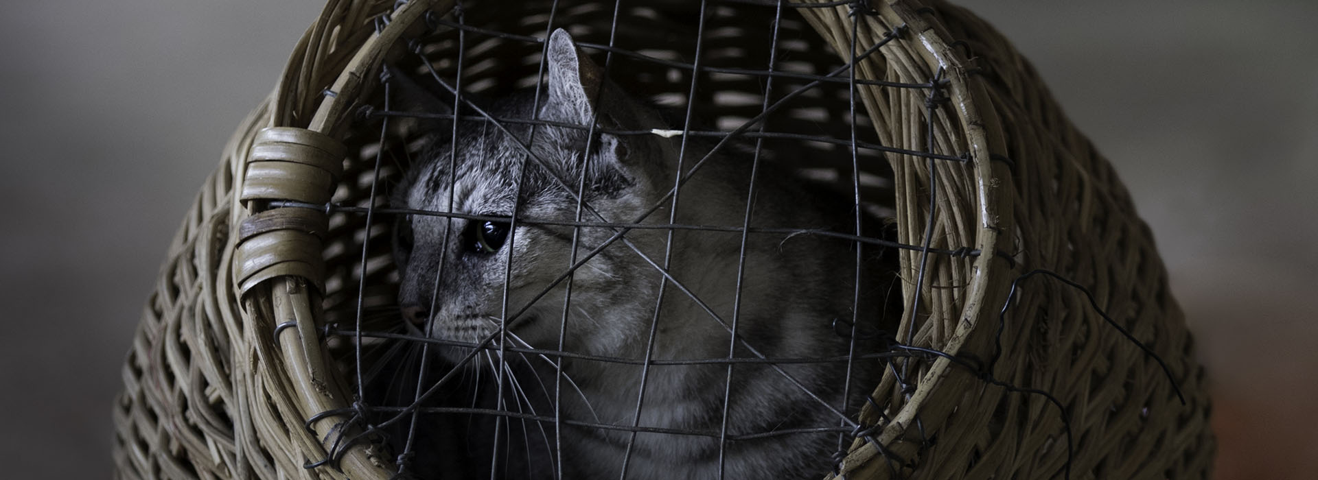 Cat in Cage 1920 x 700