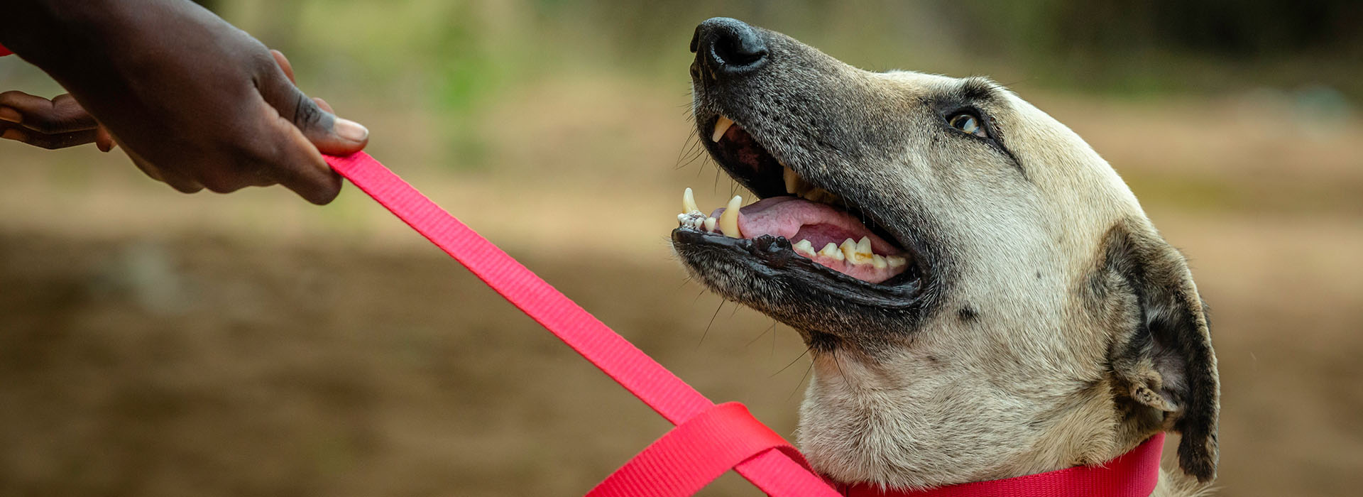 Dog Looking Up 1920 x 700